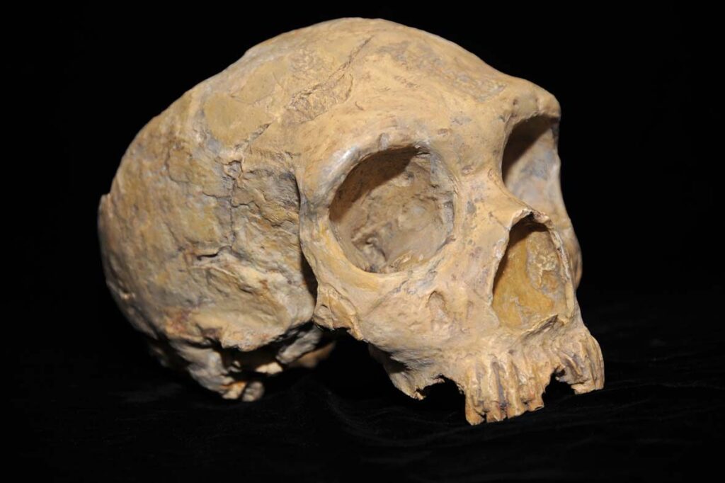 Cráneo de mujer neandertal hallado en Forbes' Quarry, Gibraltar, en 1848, antes que el del valle de Neander